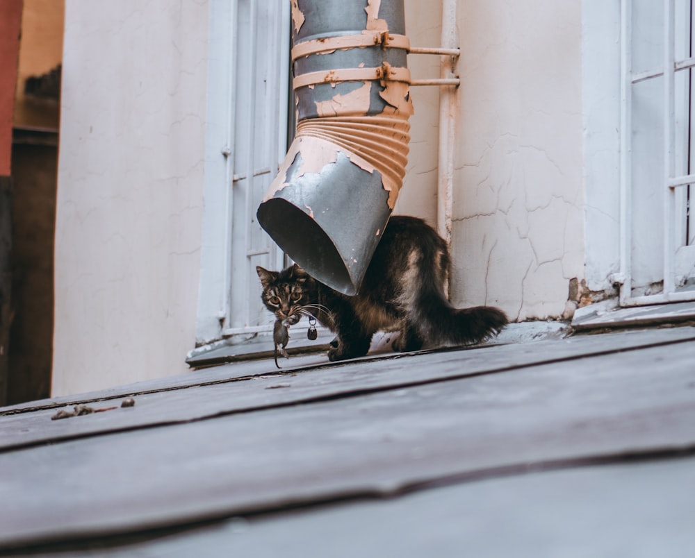 a cat sitting on the ground next to a metal object