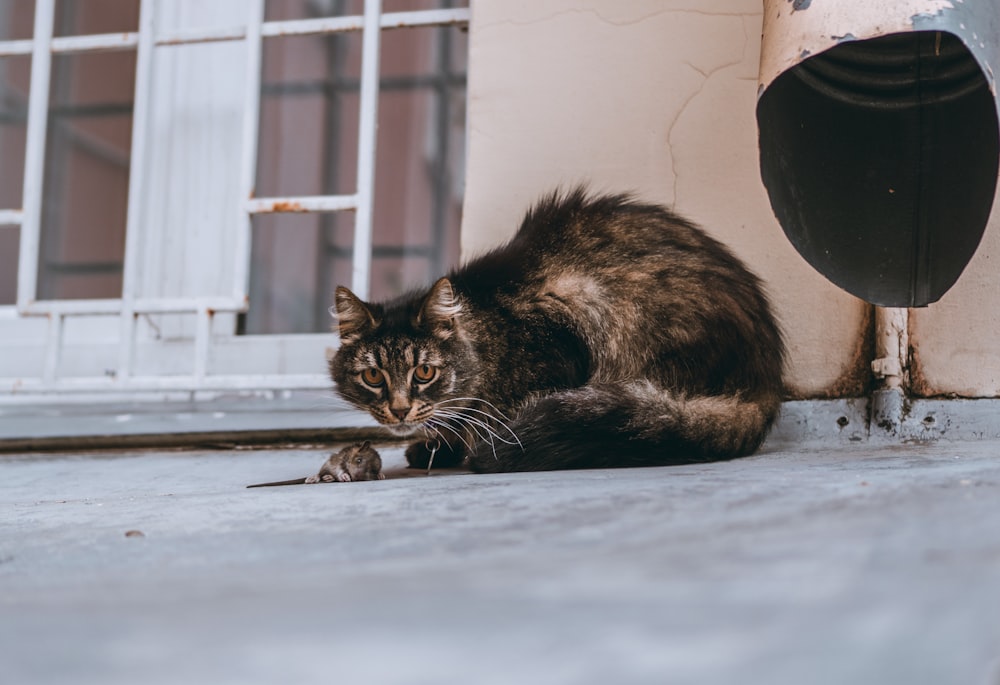 Un gato sentado en el suelo junto a una puerta