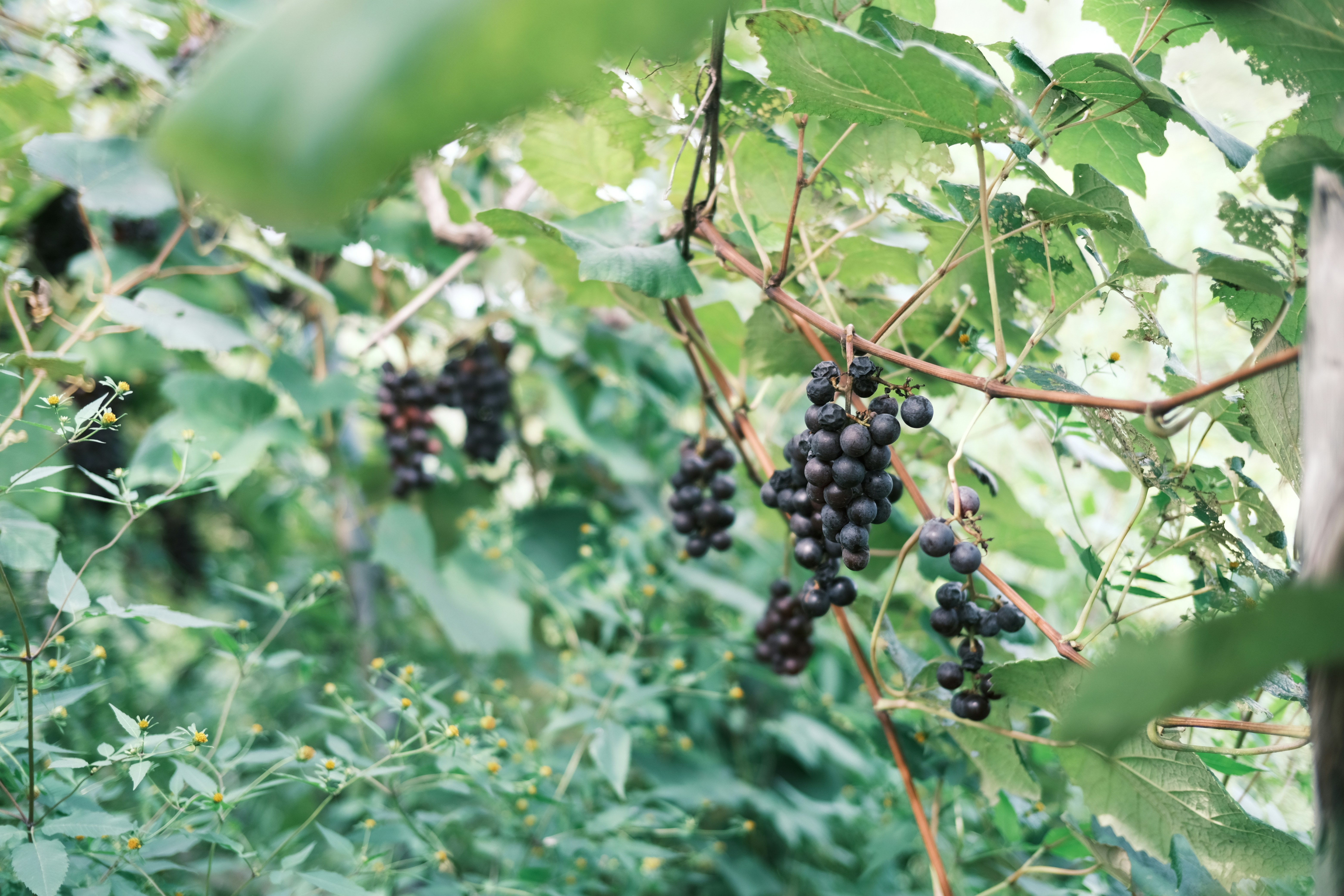 Photo by seiya_maeda