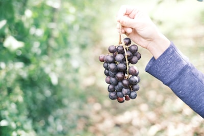 A hand in a blue sleeve holds a bunch of dark grapes against a blurred, leafy background. The image captures the fresh and natural essence of the fruit, emphasizing their plumpness and the sunlight filtering through the surrounding foliage.