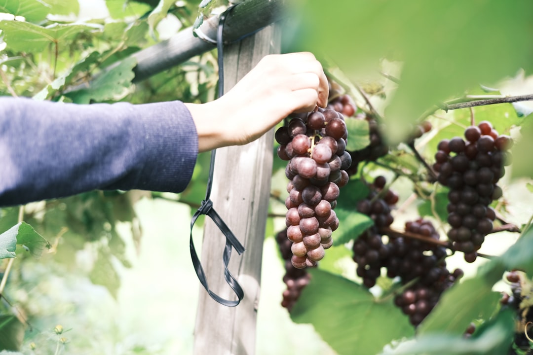 a person picking grapes from a tree,