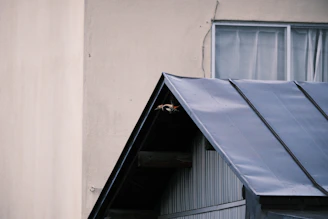 Close-up of anti-bird spikes installed on a building ledge in an urban setting.