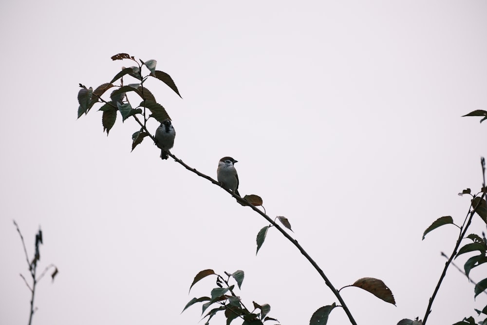 ein Vogel, der auf einem Ast eines Baumes sitzt