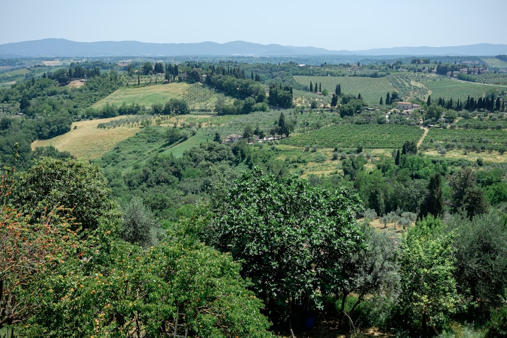 a view of a lush green valley surrounded by trees