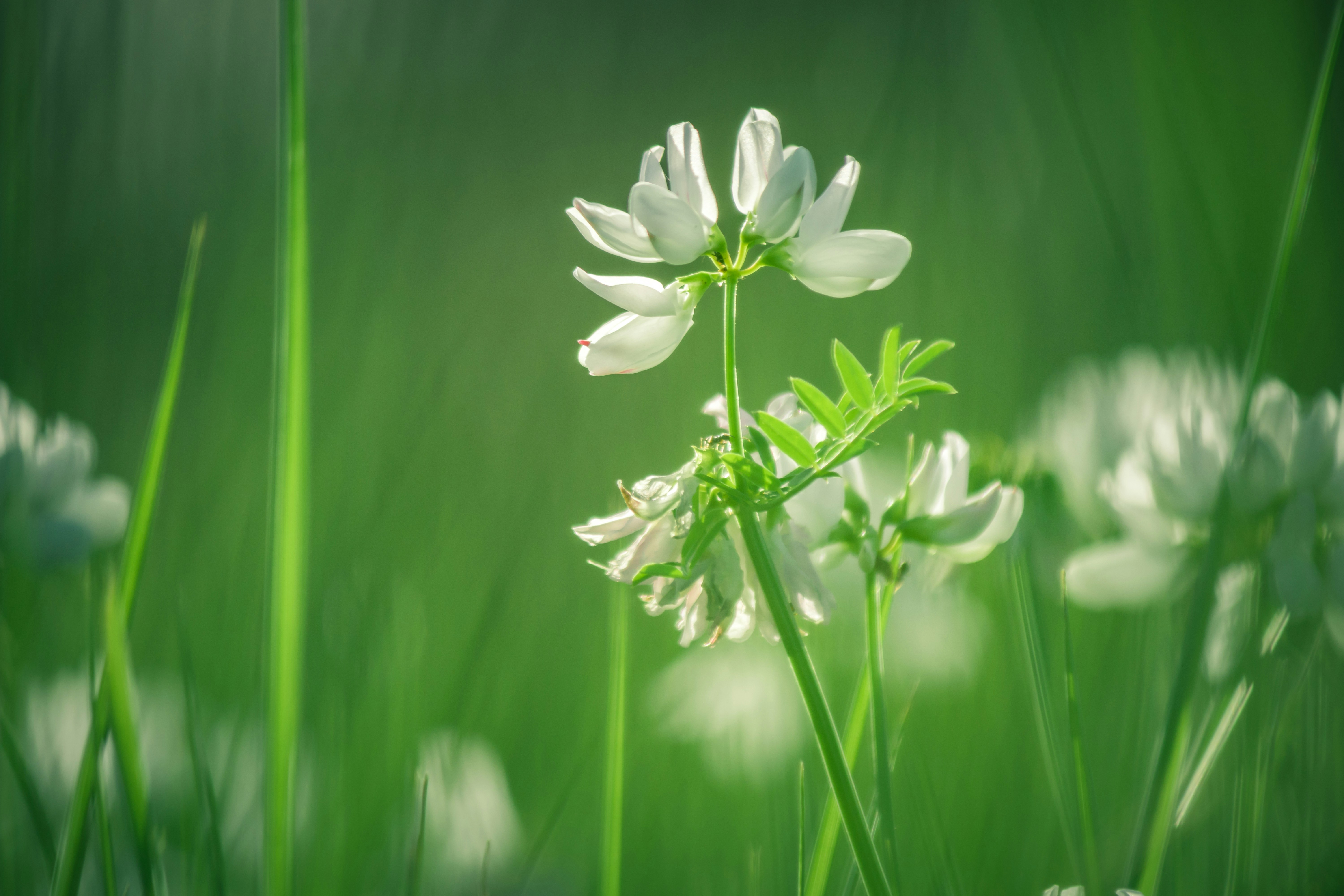 a close up of some white flowers in a field