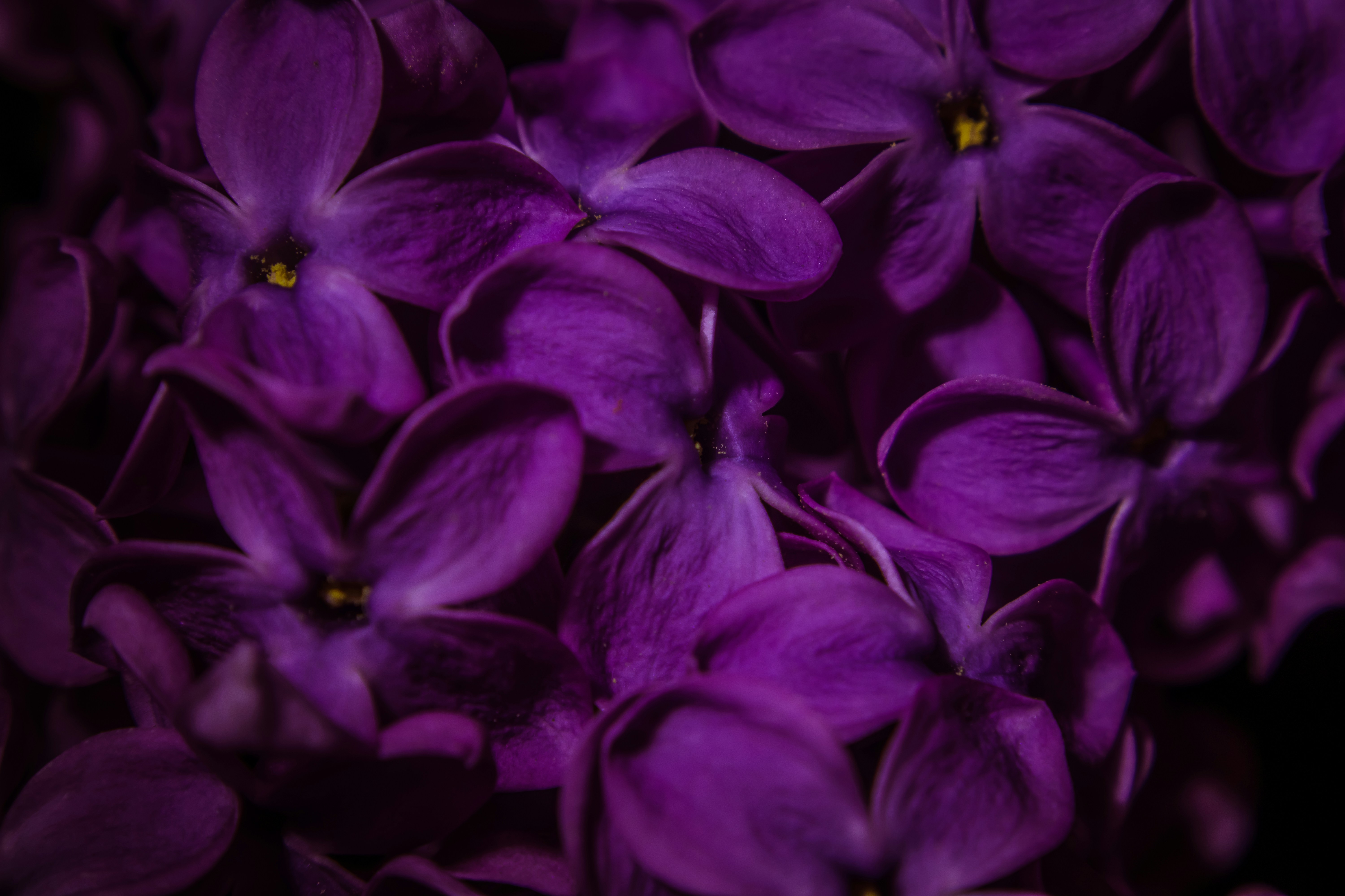 a bunch of purple flowers that are blooming