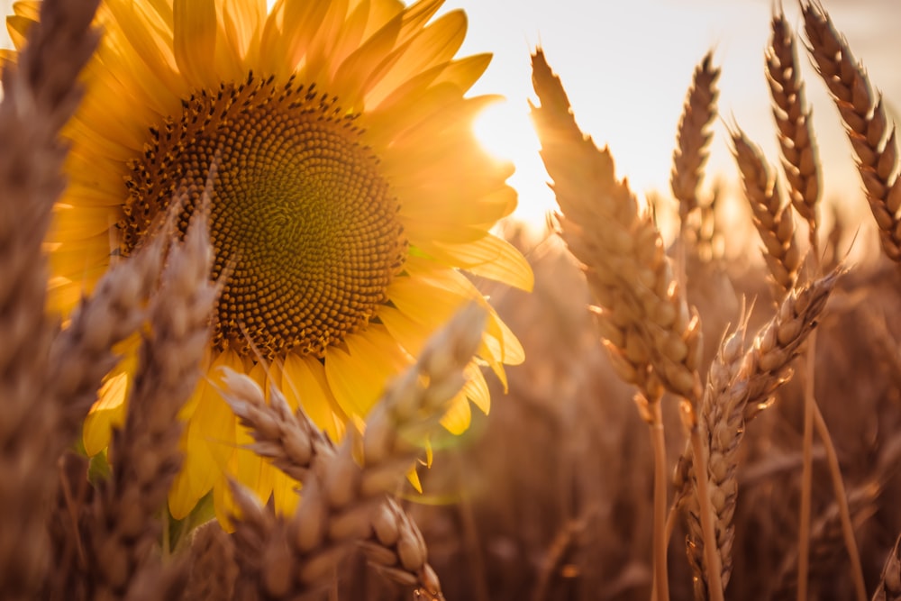 a sunflower in the middle of a field of wheat