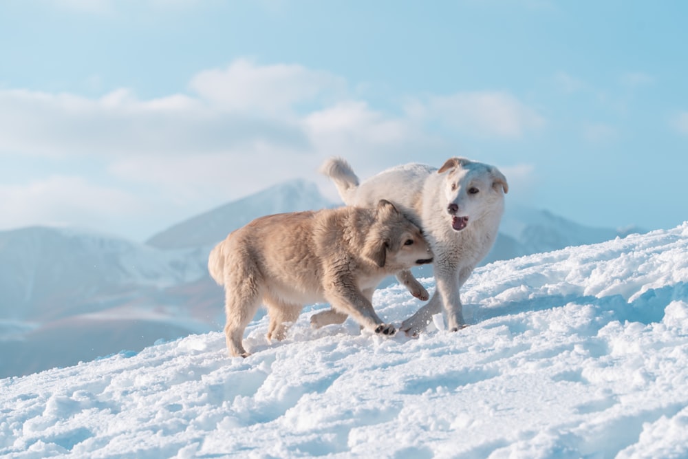 a couple of dogs that are standing in the snow