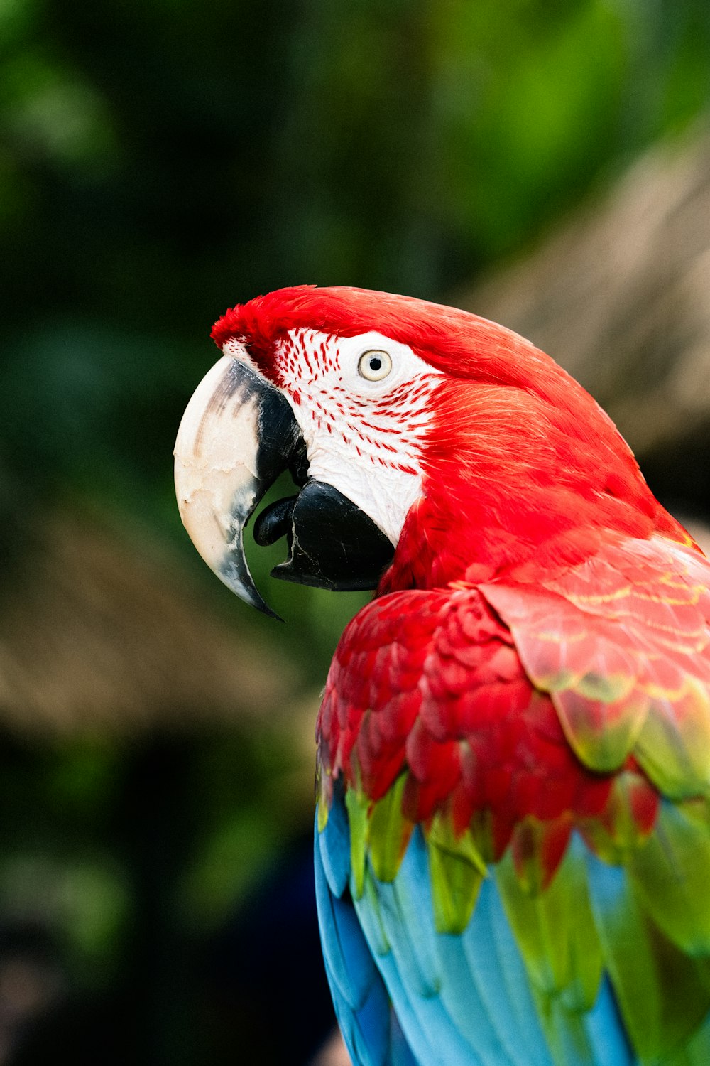 um papagaio colorido está empoleirado em um galho
