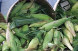 A pile of fresh corn cobs with husks partially peeled back, revealing the yellow kernels. The cobs are placed in woven baskets, surrounded by green leaves and husks.