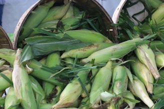 A pile of fresh corn cobs with husks partially peeled back, revealing the yellow kernels. The cobs are placed in woven baskets, surrounded by green leaves and husks.