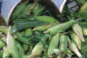 A pile of fresh corn cobs with husks partially peeled back, revealing the yellow kernels. The cobs are placed in woven baskets, surrounded by green leaves and husks.