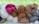 A collection of yarn skeins in different colors, including cream, pink, brown, and gray, arranged together on a wire rack. The background appears to be a blurred green space, possibly grass or foliage.