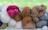 A collection of yarn skeins in different colors, including cream, pink, brown, and gray, arranged together on a wire rack. The background appears to be a blurred green space, possibly grass or foliage.