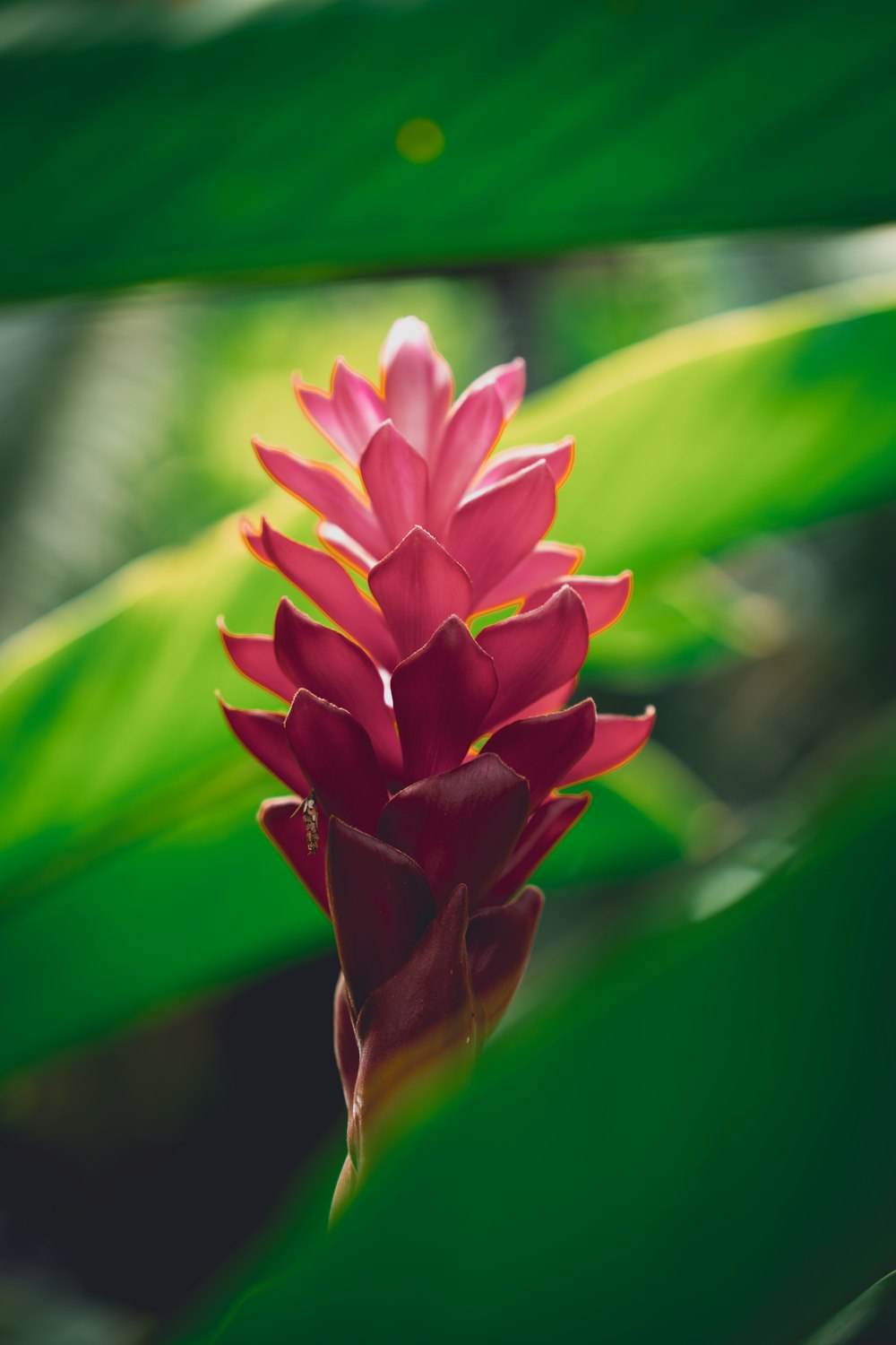 a red flower with green leaves in the background