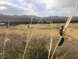 Two insects with black and orange markings are perched on a dried stalk in a vast open field. The landscape features a mix of grass and shrubs with distant mountains under a partially cloudy sky.