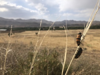 Two insects with black and orange markings are perched on a dried stalk in a vast open field. The landscape features a mix of grass and shrubs with distant mountains under a partially cloudy sky.