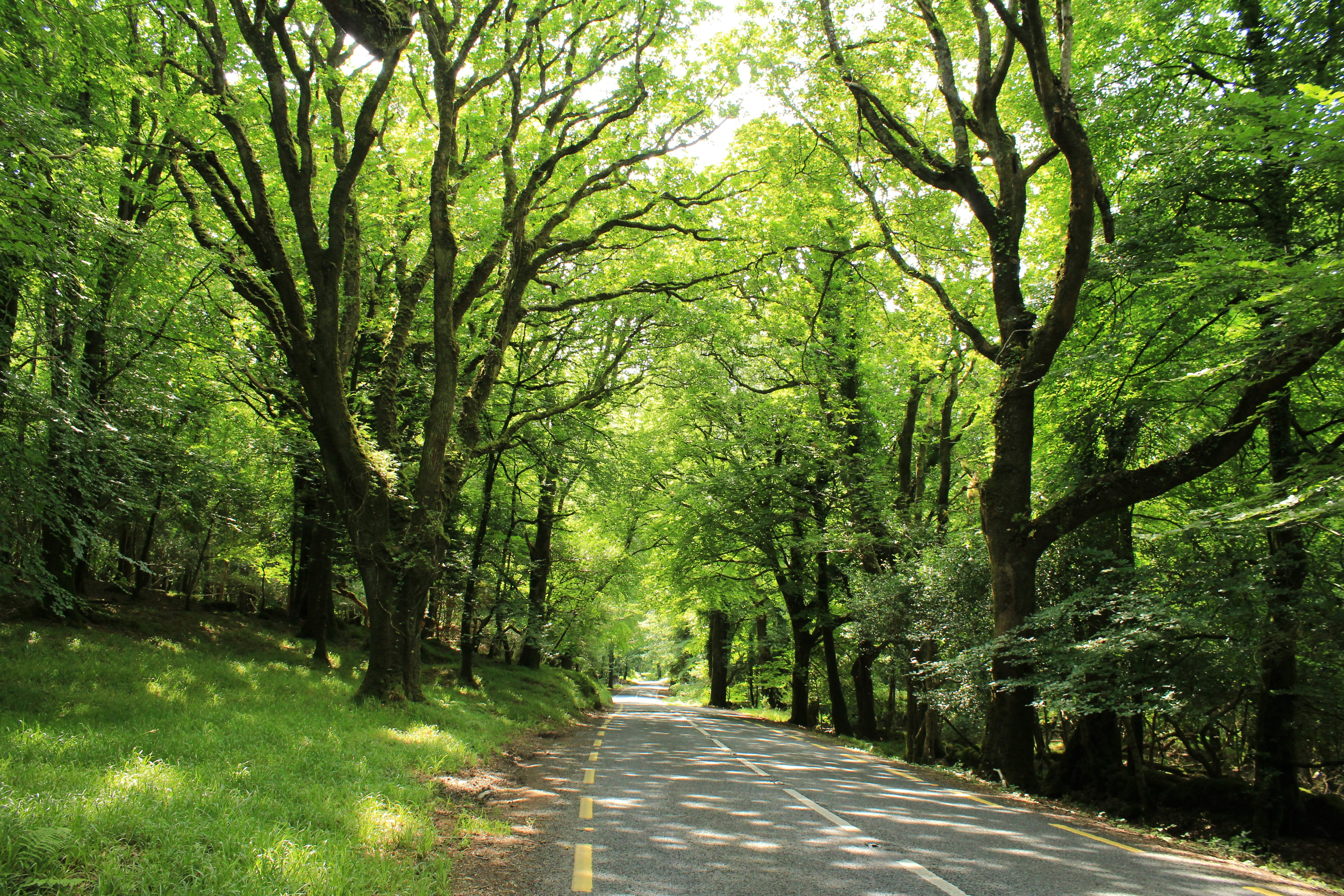 a road surrounded by lots of trees and grass