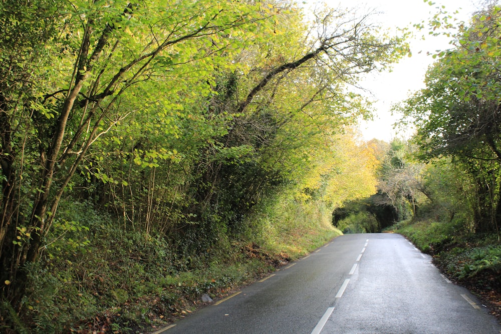 a narrow road surrounded by trees and bushes