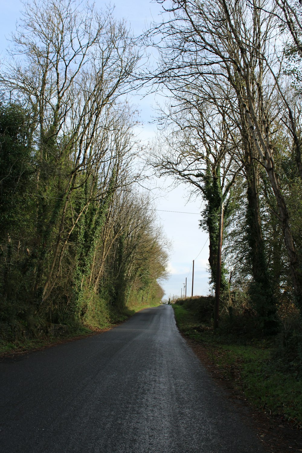 an empty road surrounded by trees on both sides