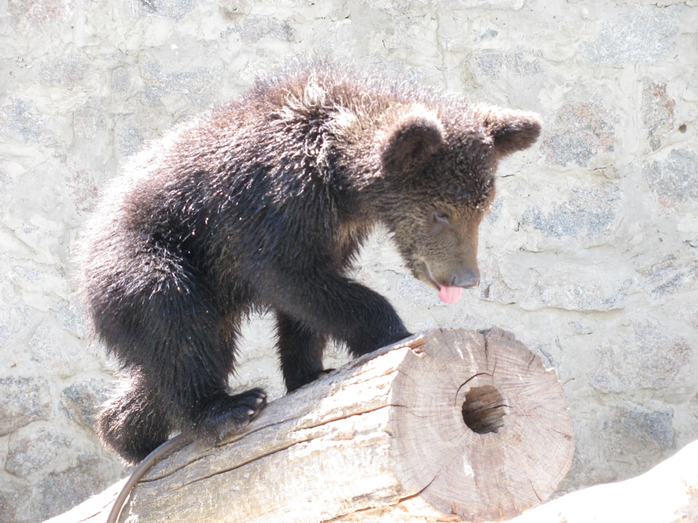 a small brown bear standing on top of a wooden log