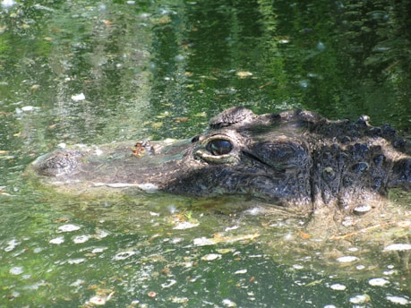 a large alligator is submerged in the water