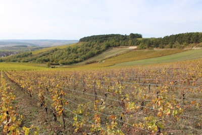 A sprawling vineyard stretches across gentle hills with rows of grapevines trimmed and aligned neatly. The landscape features a mix of autumn colors, with green, yellow, and brown foliage visible on the distant hills. Trees dot the landscape, and a small village peeks out from the left side, nestled in the rolling countryside.