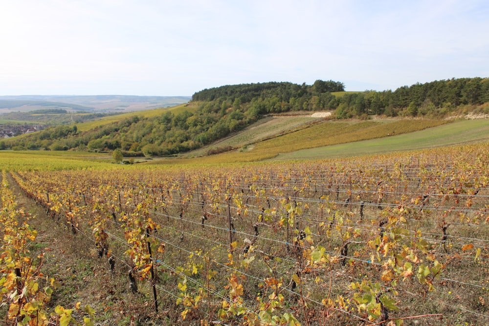 a vineyard with vines in the foreground and hills in the background