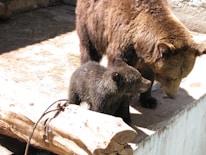 A bear and a cub are standing on a concrete surface next to a large piece of wood. The bear is looking down at the cub, while the cub is facing forward with its mouth slightly open. The setting appears outdoor with minimal vegetation.