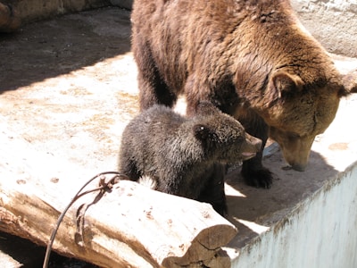 A bear and a cub are standing on a concrete surface next to a large piece of wood. The bear is looking down at the cub, while the cub is facing forward with its mouth slightly open. The setting appears outdoor with minimal vegetation.