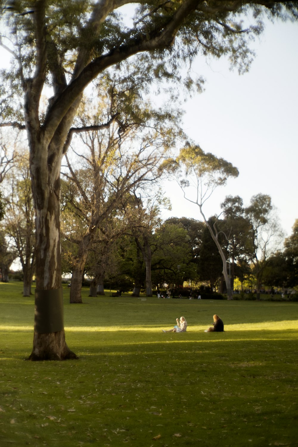 a group of people sitting on top of a lush green field