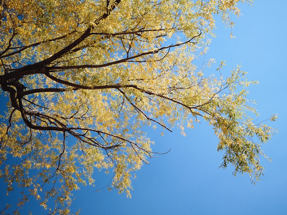 a tree with yellow leaves against a blue sky