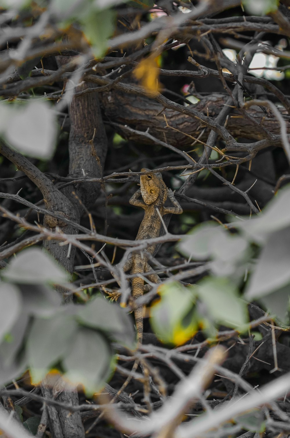 a small lizard sitting on a tree branch