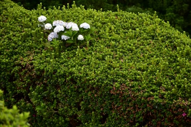 a group of white flowers sitting on top of a lush green bush