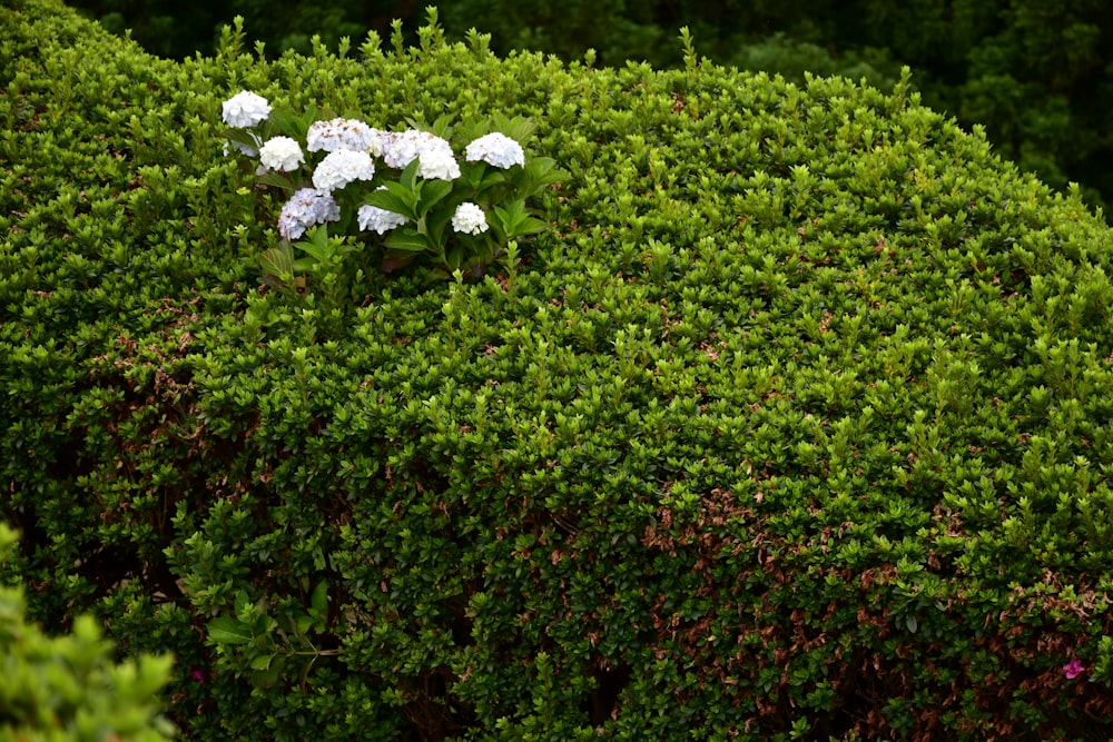 a group of white flowers sitting on top of a lush green bush