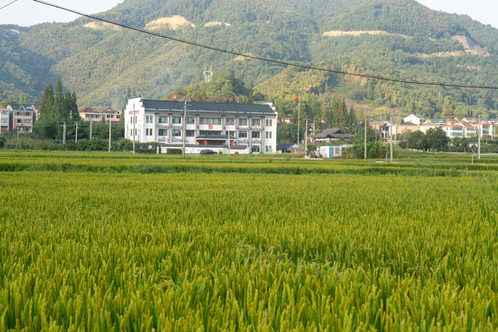 Un campo verde lussureggiante con le case sullo sfondo