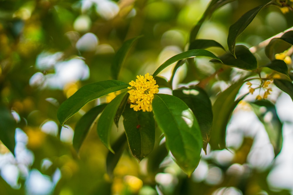 a close up of a yellow flower on a tree