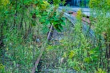 Overgrown vegetation surrounds a rusty, abandoned railway track, blending into the landscape with lush green and yellow foliage. The scene suggests a return of nature, with plants encroaching on the man-made structures.