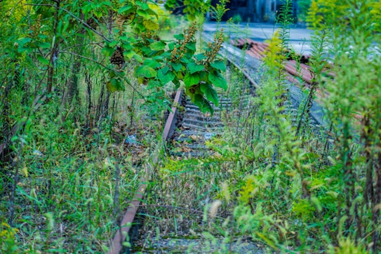 Overgrown vegetation surrounds a rusty, abandoned railway track, blending into the landscape with lush green and yellow foliage. The scene suggests a return of nature, with plants encroaching on the man-made structures.