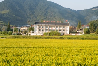 A rural landscape featuring a large two-story building with a black roof and white walls, situated in front of a lush green mountain range. The foreground consists of expansive yellow-green rice fields, while several smaller houses and a flagpole with a red flag are visible near the main building. Power lines and poles are also present, and the scenery is under a clear sky.