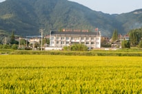 A rural landscape featuring a large two-story building with a black roof and white walls, situated in front of a lush green mountain range. The foreground consists of expansive yellow-green rice fields, while several smaller houses and a flagpole with a red flag are visible near the main building. Power lines and poles are also present, and the scenery is under a clear sky.