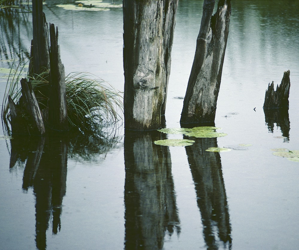 a group of wooden poles sticking out of the water