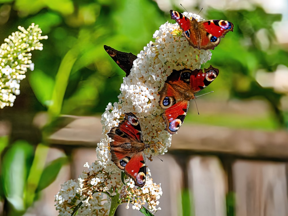 a group of butterflies sitting on top of a white flower