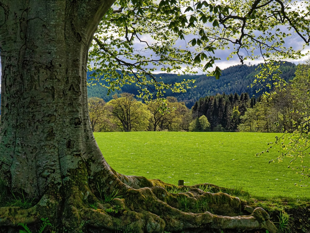 a large tree in the middle of a green field