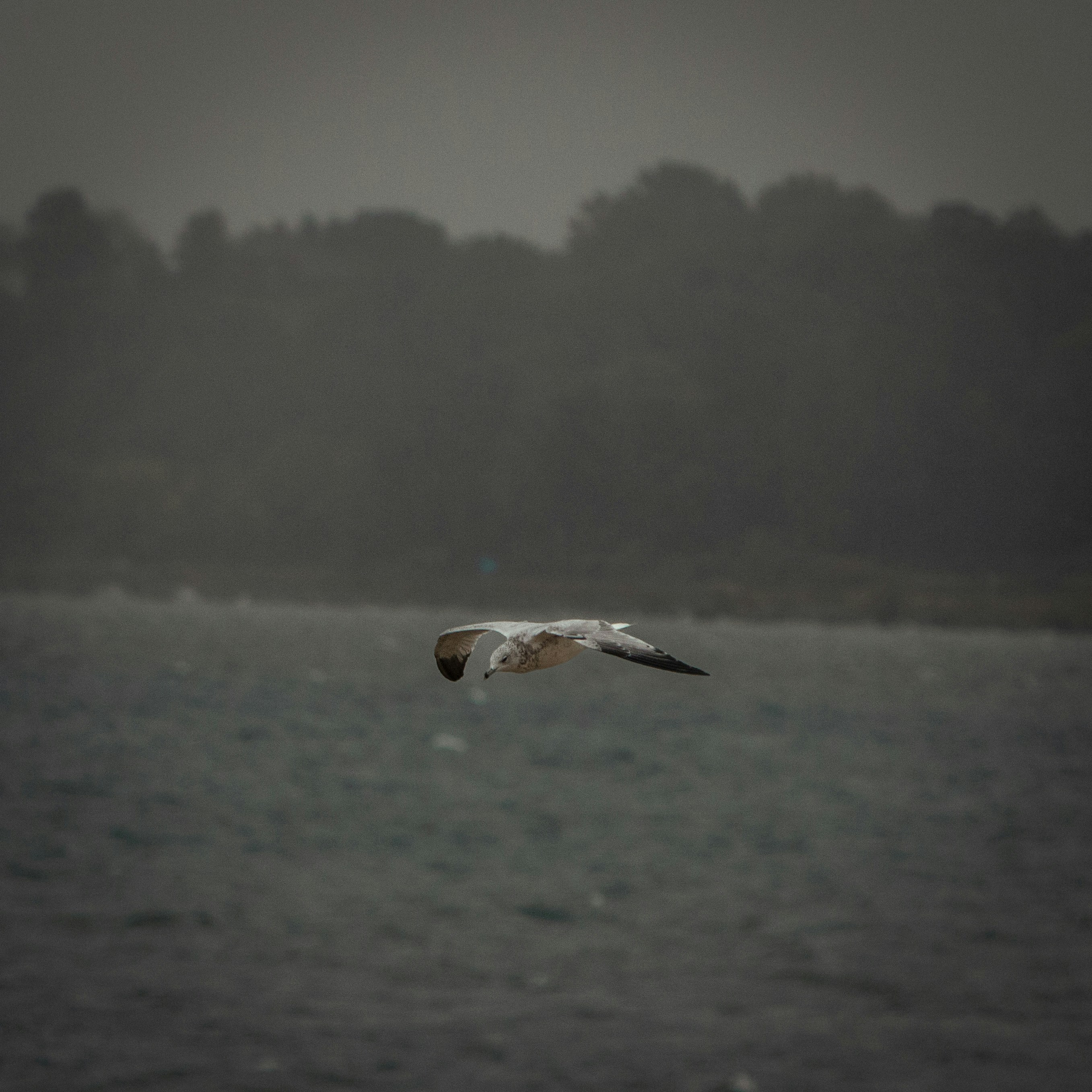 a bird flying over a body of water