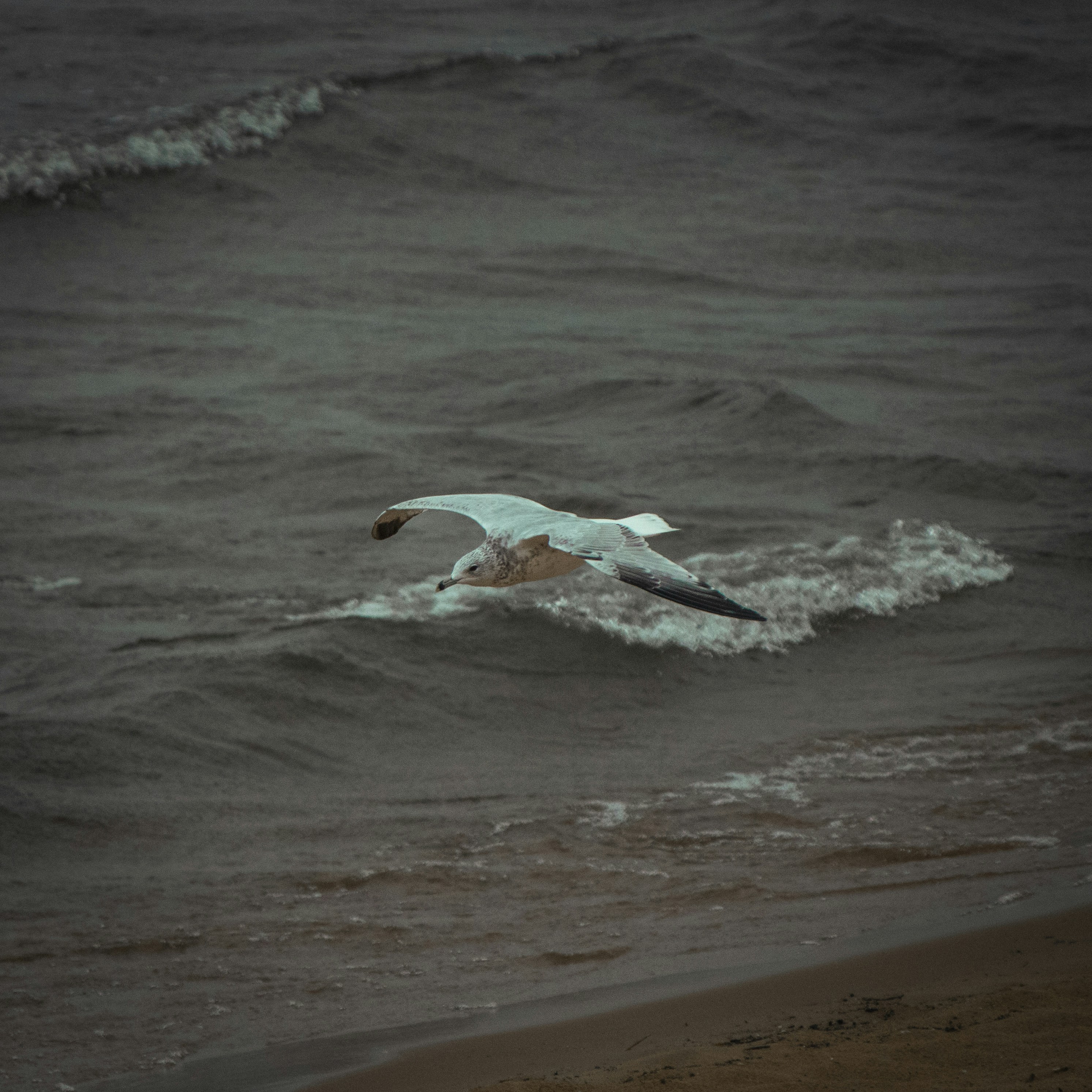 a bird flying over a body of water
