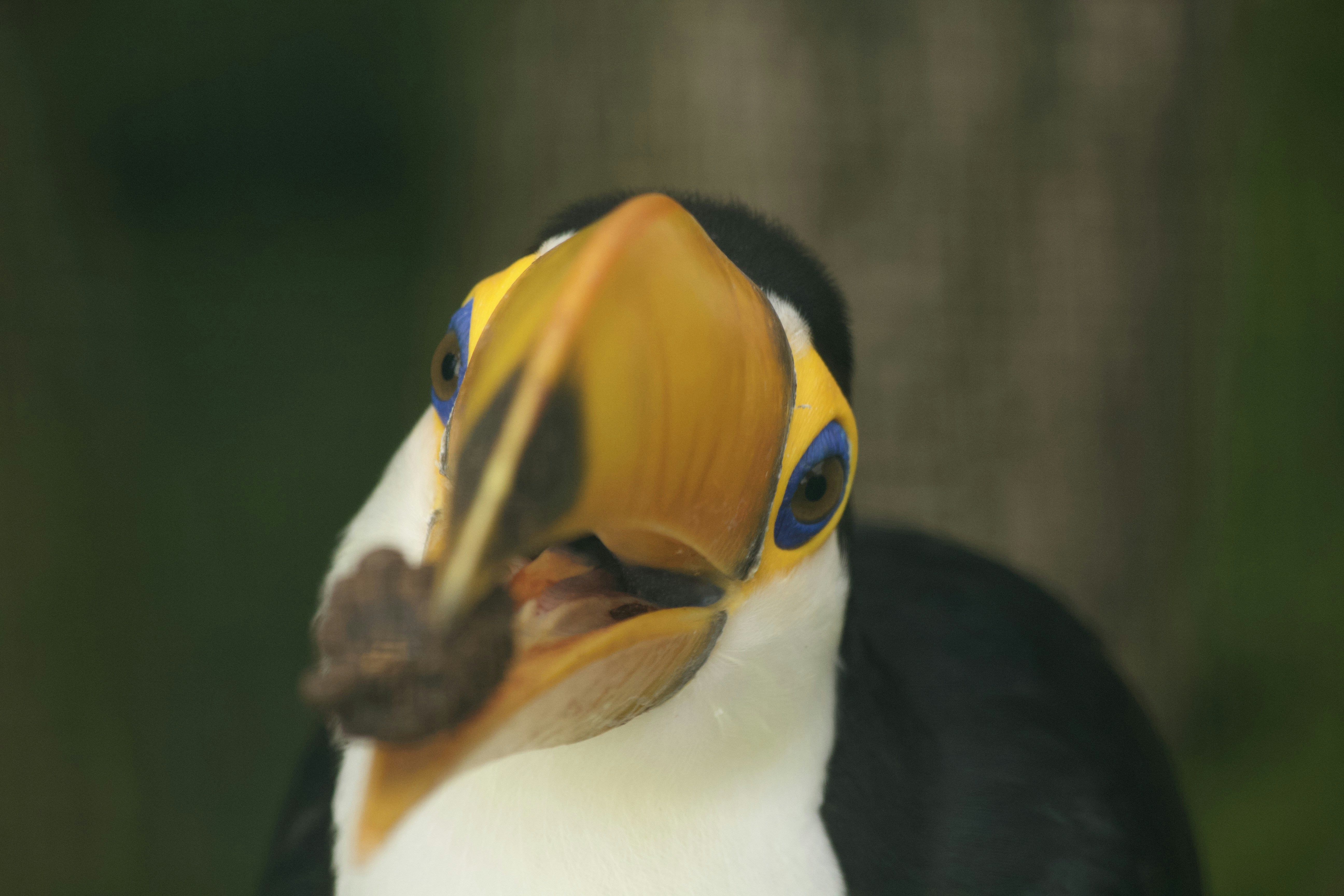 a close up of a black and white bird with a yellow beak