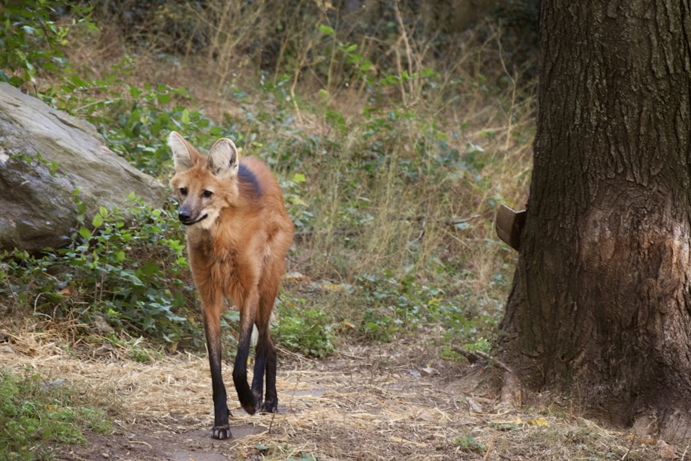 a small brown animal walking down a dirt path