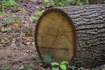 A horizontal tree log lies on the forest floor surrounded by dry leaves and small green plants. The bark is textured and the cut end reveals concentric tree rings.