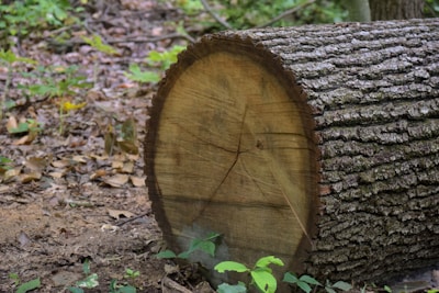 A horizontal tree log lies on the forest floor surrounded by dry leaves and small green plants. The bark is textured and the cut end reveals concentric tree rings.